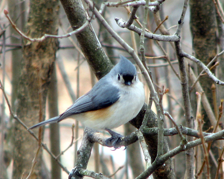 Tifted Titmouse Photograph by George Jones