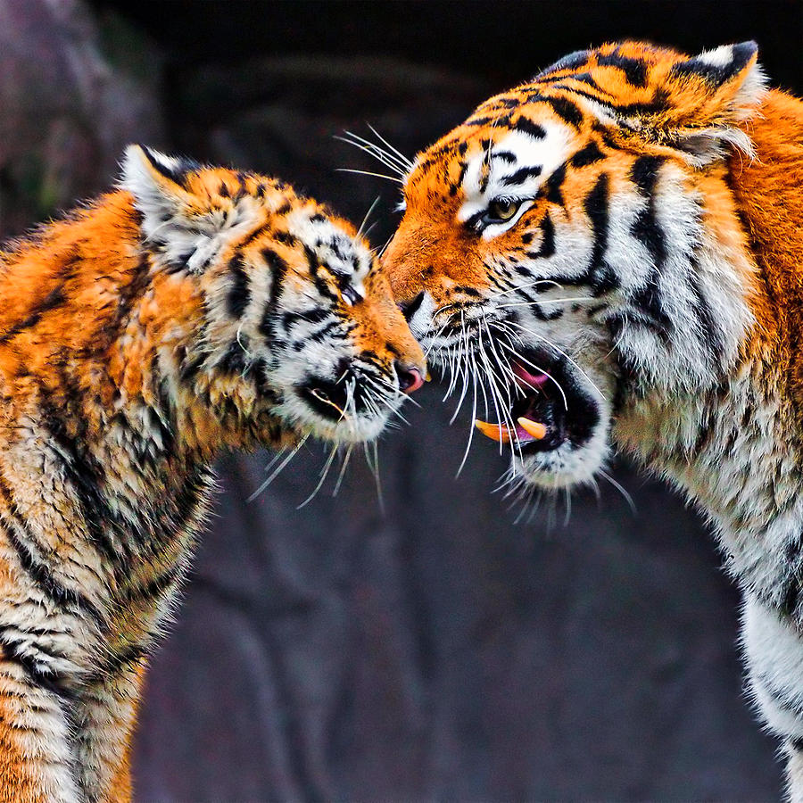 Tiger 05 by Ingrid Smith-Johnsen Tiger 05 by Ingrid Smith-Johnsen