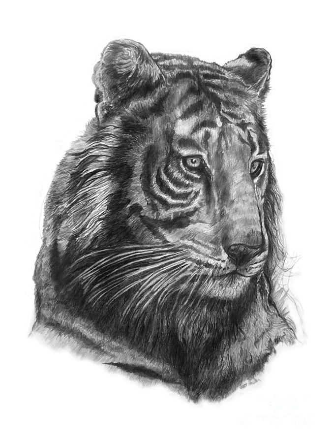 Tiger 1 Drawing