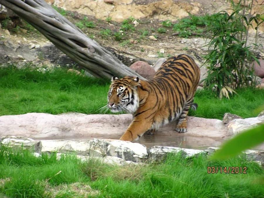 Wildlife Photograph - Tiger 2 by Brittany Weigang