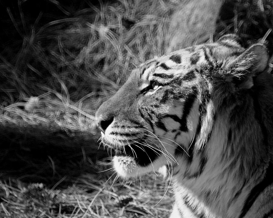 Tiger Photograph - Tiger 2 BW by Ernest Echols