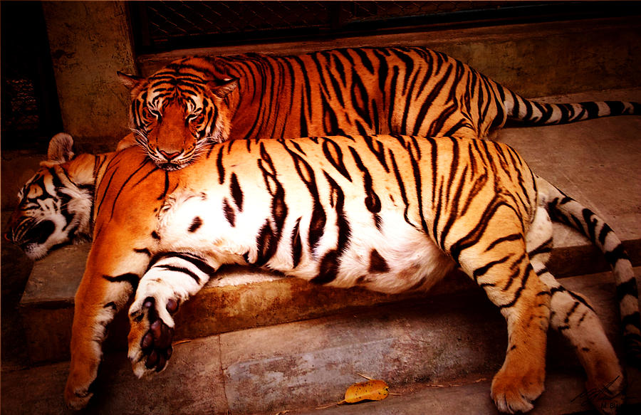 Tiger 2 Photograph by Michael Blaine