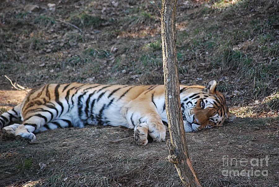Tiger 20150117_187 Photograph by Tina Hopkins