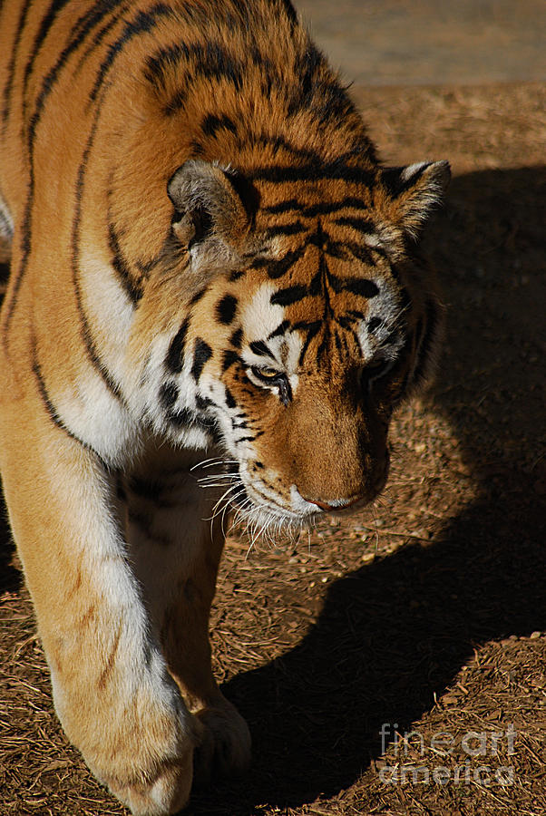 Tiger 20150117_452 Photograph by Tina Hopkins