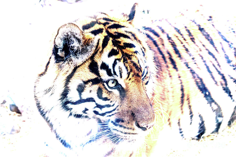 Tiger Abstract Photograph by Kate Brown