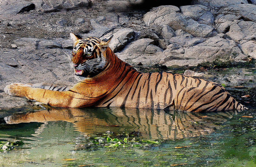 Tiger Aggression  Photograph by Manjot Singh Sachdeva