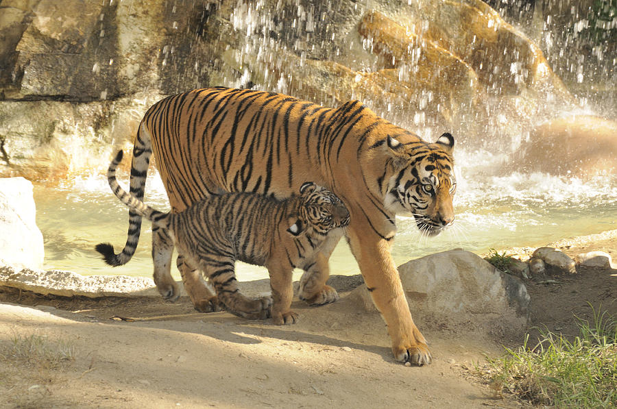 Tiger And Baby Photograph by John Chellman - Fine Art America