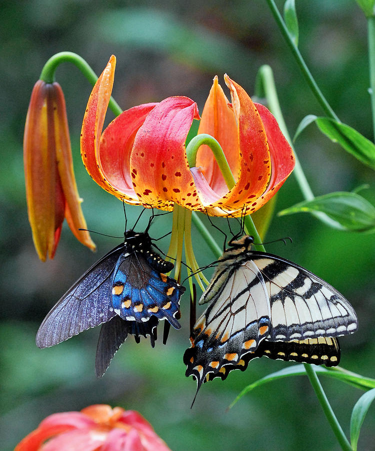 Tiger and Black Swallowtails on Turks Cap Lilly Photograph by Alan Lenk