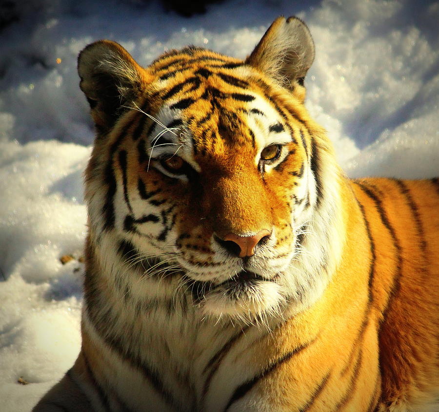 Tiger and Snow Photograph by John Olson