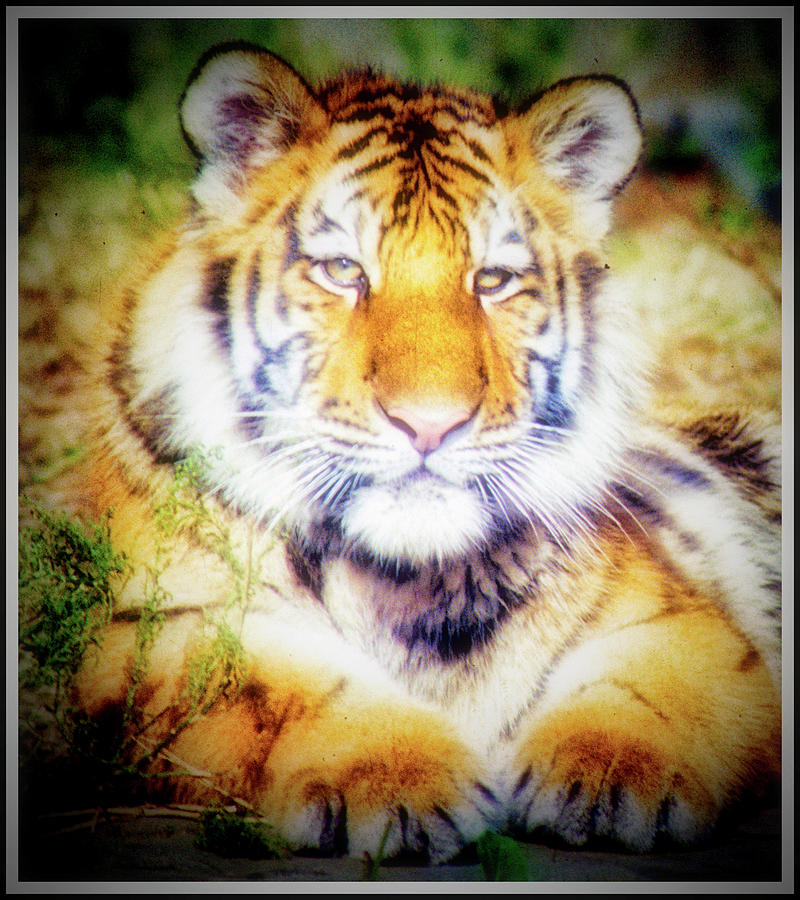 Tiger, Animal Portrait Photograph by A Macarthur Gurmankin