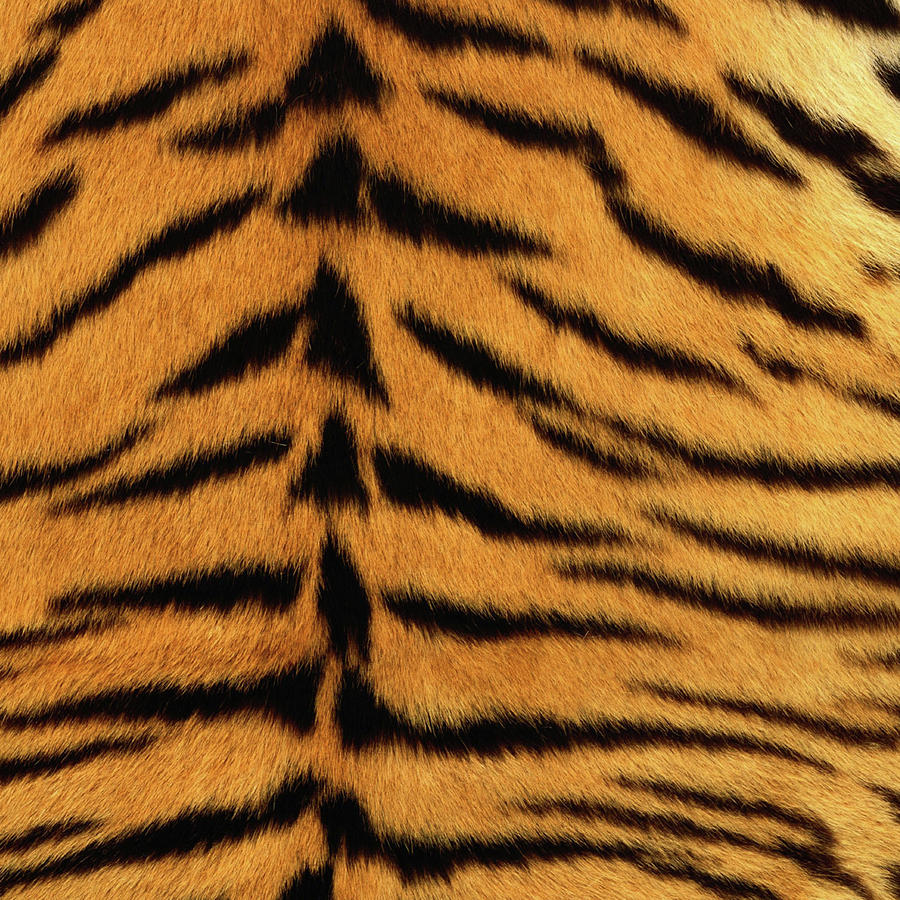 Tiger - Animal Textures Photograph by Naomi Hargrave