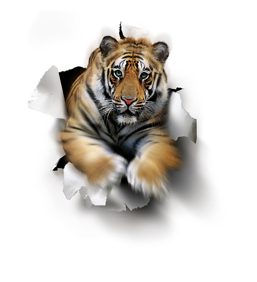 Wildlife Photograph - Tiger, Artwork by Smetek