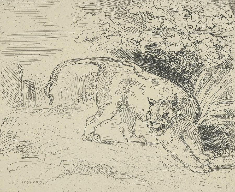 Tiger at a Standstill Drawing by Eugene Delacroix