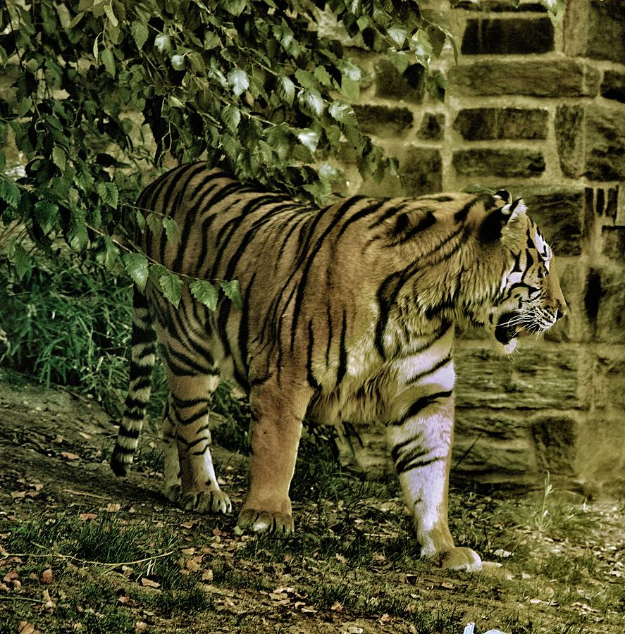 Tiger at Philadelphia Zoo - 1 Photograph by Srinivasan Venkatarajan