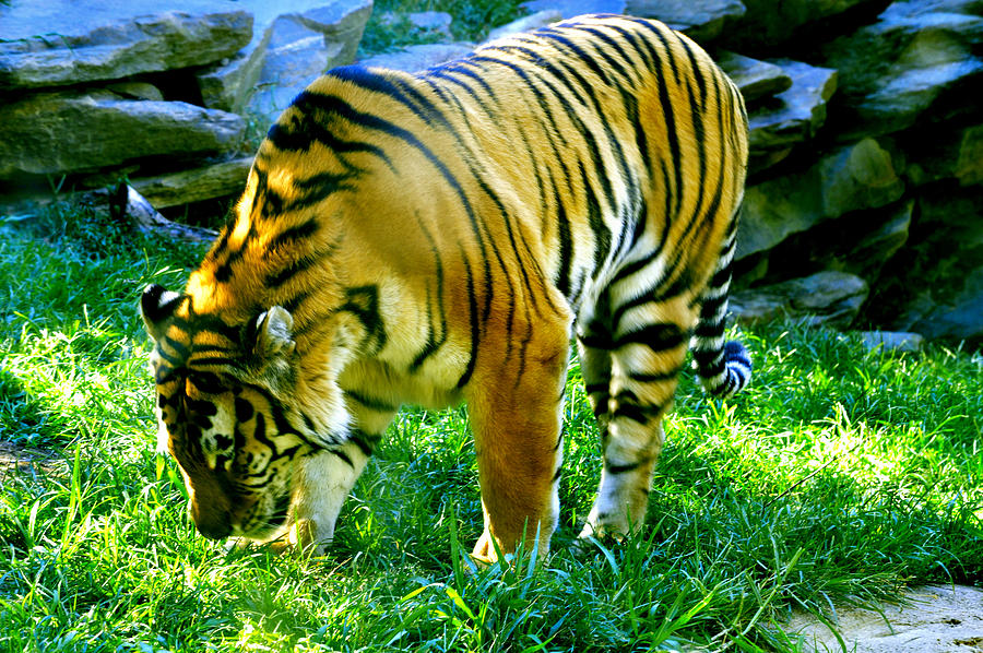 Tiger At Philadelphia Zoo - 2 Photograph by Srinivasan Venkatarajan