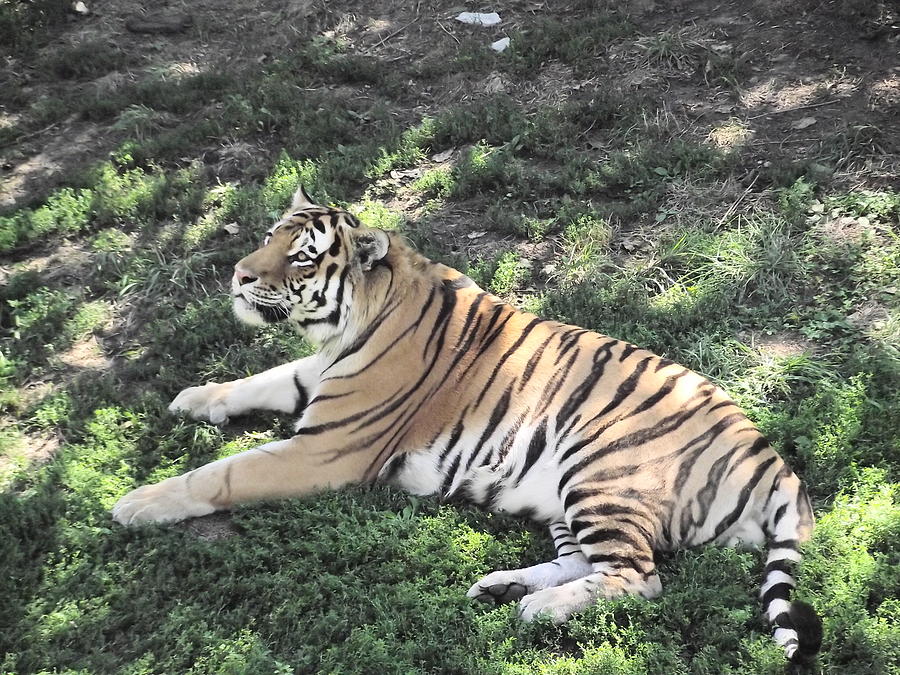 Tiger At Rest Photograph by Belinda Stucki - Fine Art America