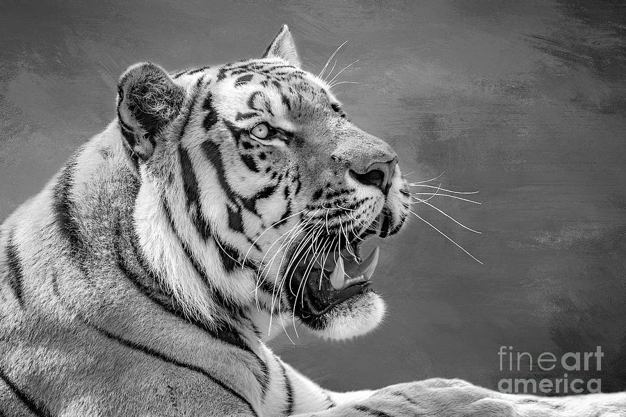 Tiger at rest BW Photograph by Joseph Miko