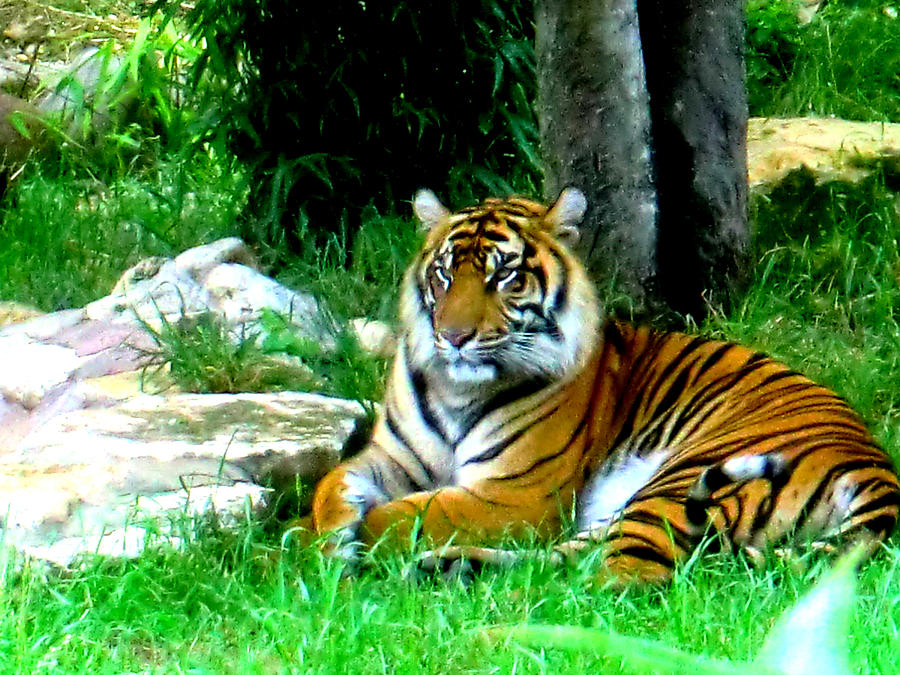 Tiger At Rest Photograph