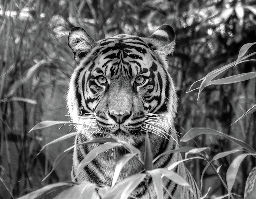 Tiger b/w Photograph by Ronda Ryan