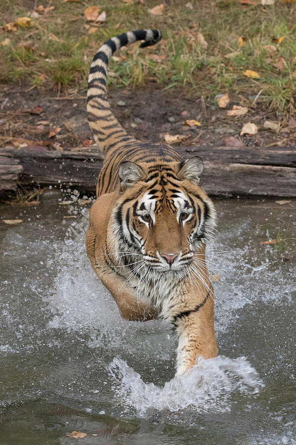 Tiger Bath Photograph by Mary Jo Cox