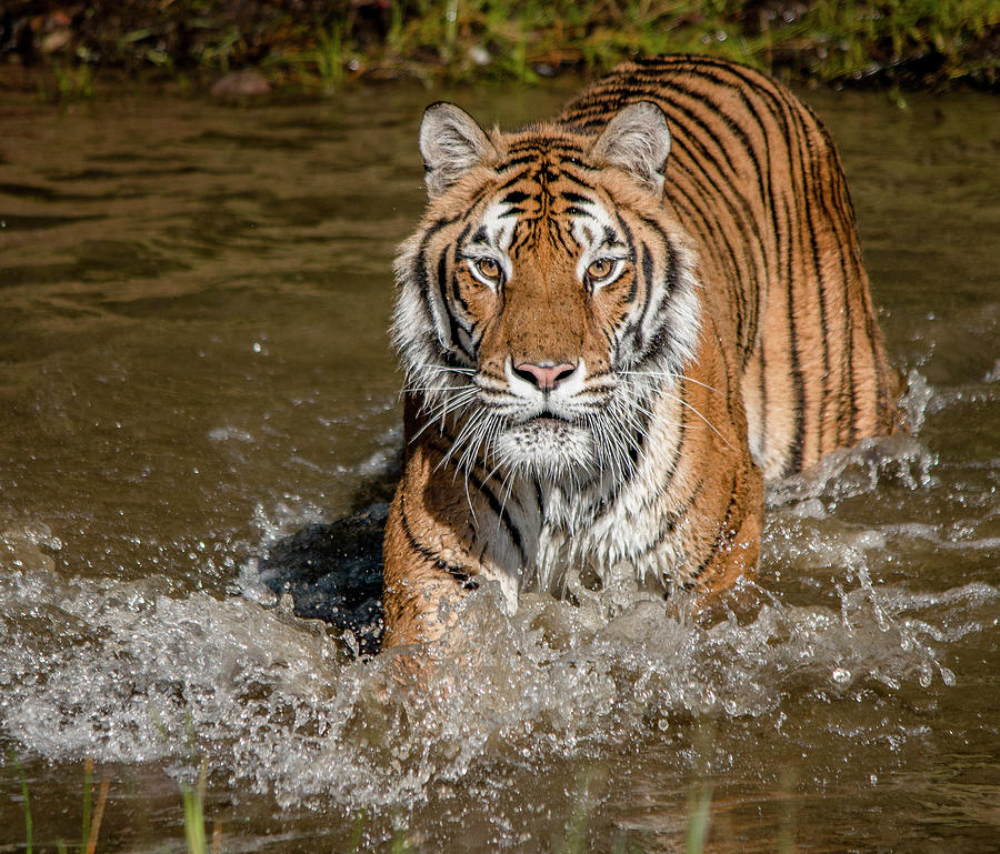 Tiger Beauty Photograph by Teresa Wilson