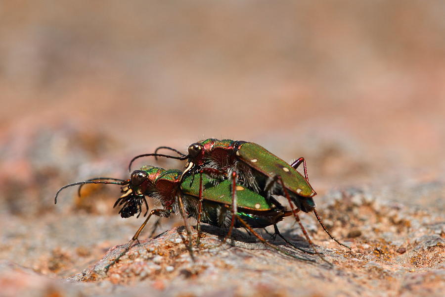 Tiger Beetle Photograph by Richard Patmore