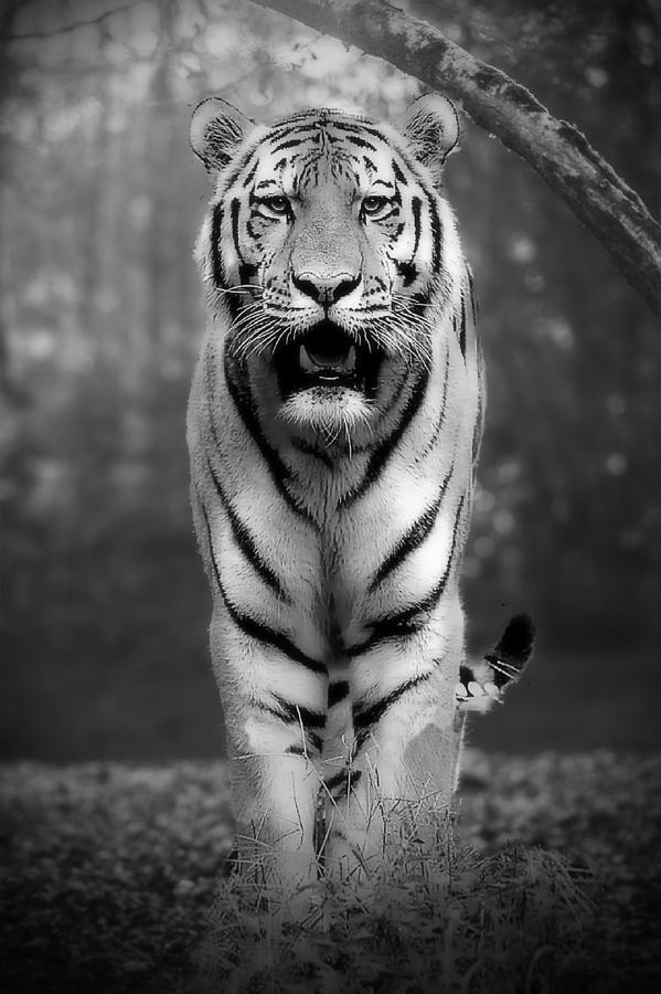 Tiger Black And White Photograph by Jean Francois Gil