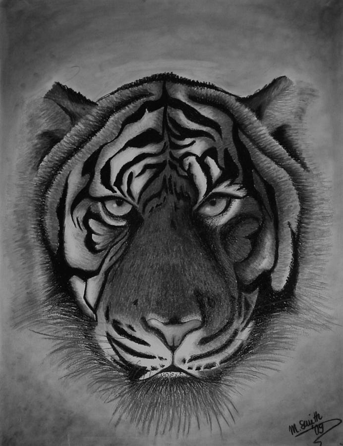 Tiger black and white Painting by Martha Smith - Fine Art America