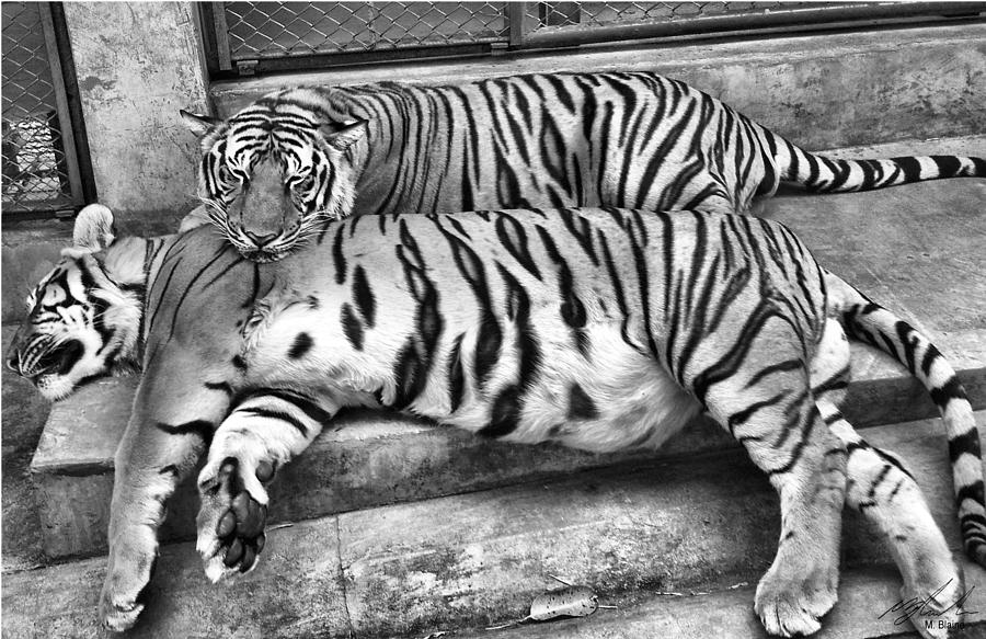 Tiger Black And White Photograph by Michael Blaine