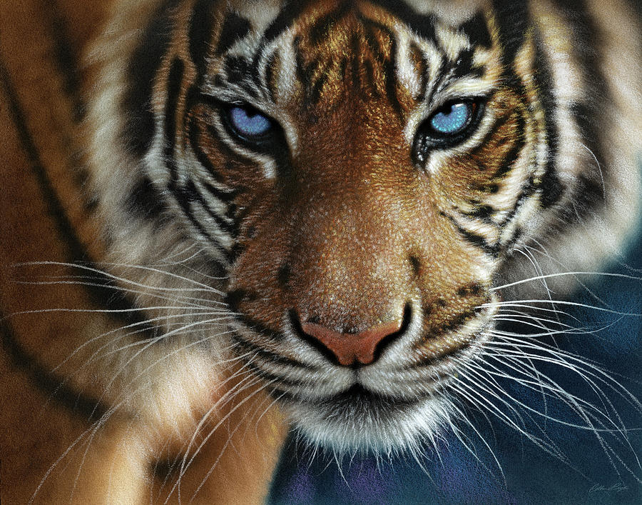 Tiger - Blue Eyes Painting by Collin Bogle