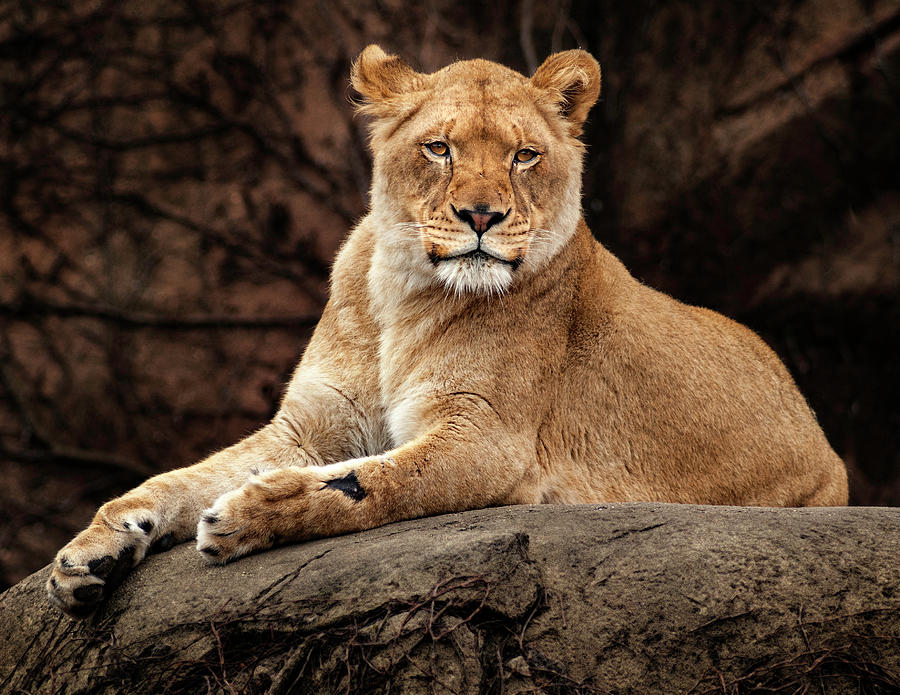 Lion Photograph by Bob Nardi - Fine Art America