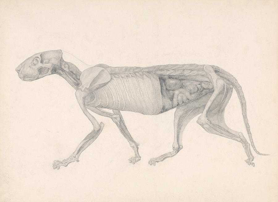Tiger Body, Lateral View Drawing by George Stubbs