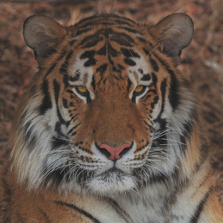 Tiger Photograph by Brian Cross
