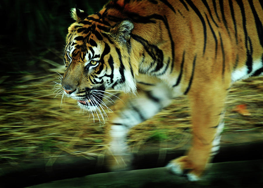 Tiger Burning Bright Photograph by Rebecca Sherman
