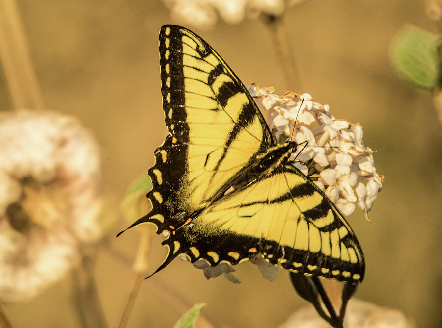 Butterfly Photograph - Tiger Butterfly 8 by Douglas Barnett
