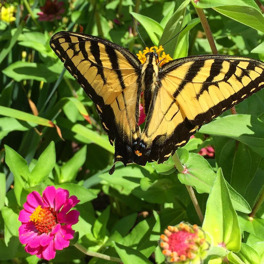 Tiger Butterfly. Photograph by Lia Giacalone - Fine Art America