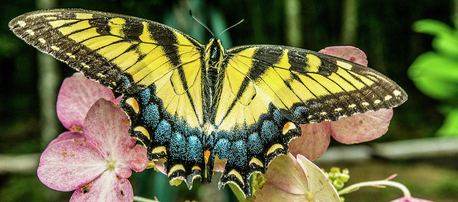 Tiger Butterfly with Wings Spread Photograph by Douglas Barnett