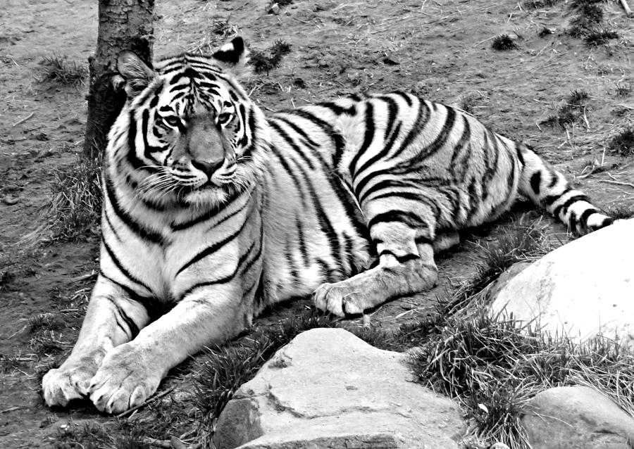Tiger BW Photograph by Dark Whimsy