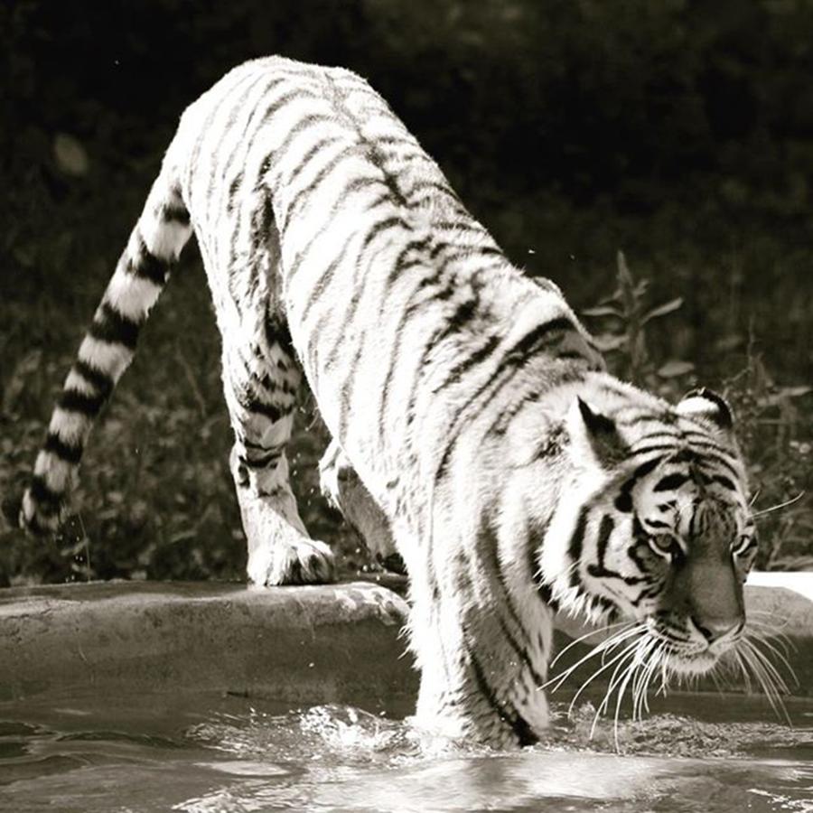 Nature Photograph - Tiger Bw by Justin Connor