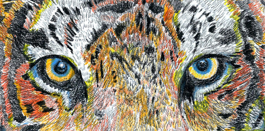 Tiger By Matt Lovins Drawing