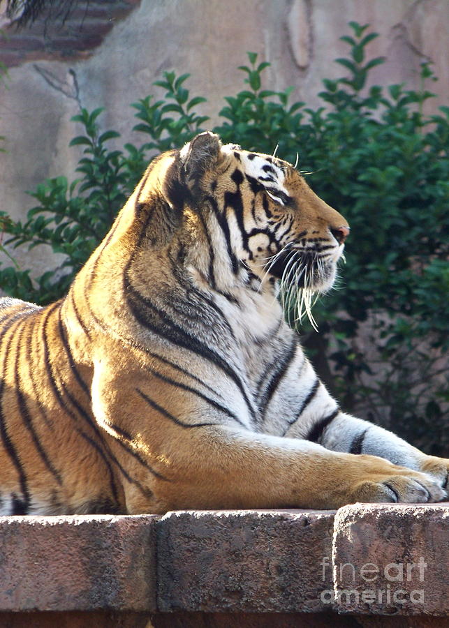 Tiger Photograph by Carol  Bradley