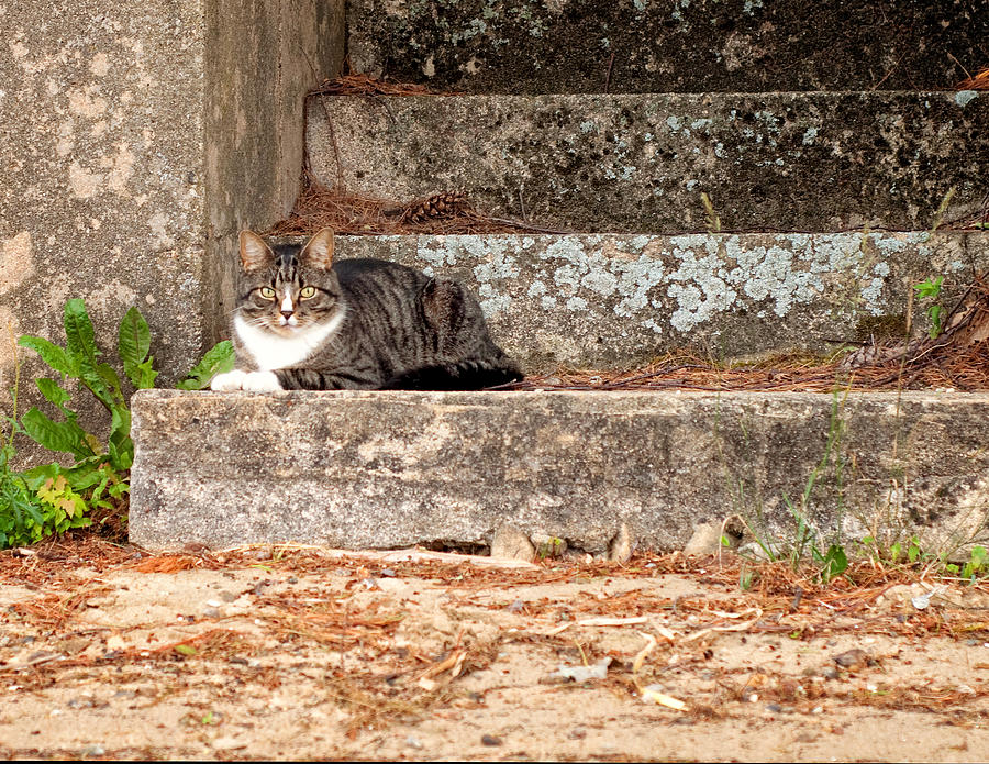Tiger Cat on Stairs Photograph by Donna Doherty