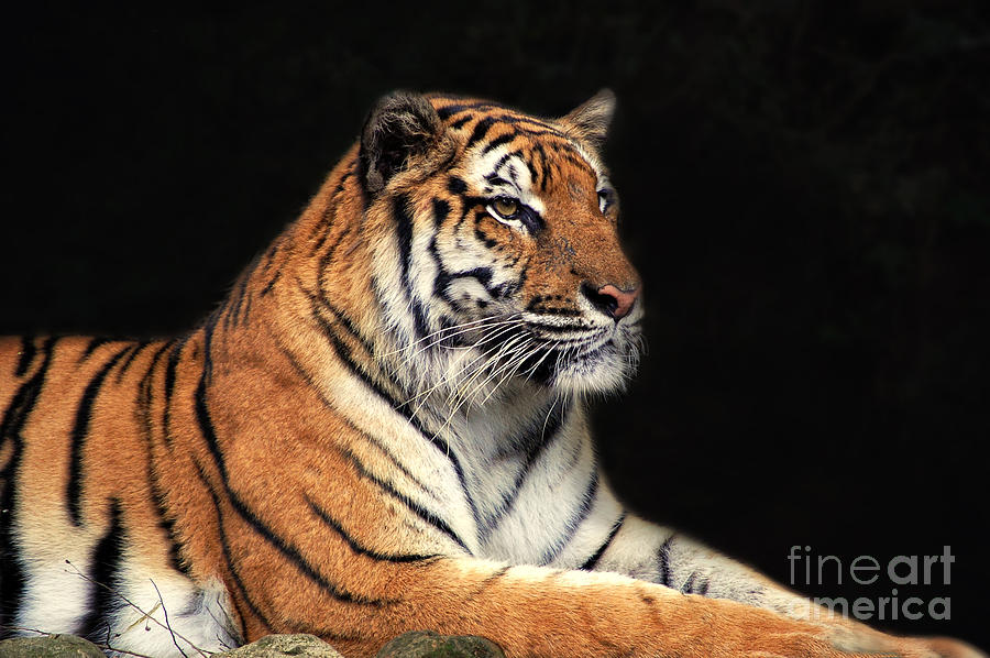 Animal Photograph - Tiger by Charuhas Images