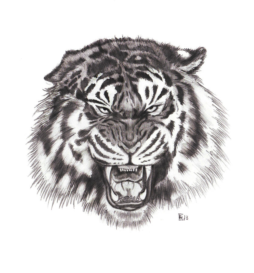 Tiger Drawing by Chris Randall - Fine Art America