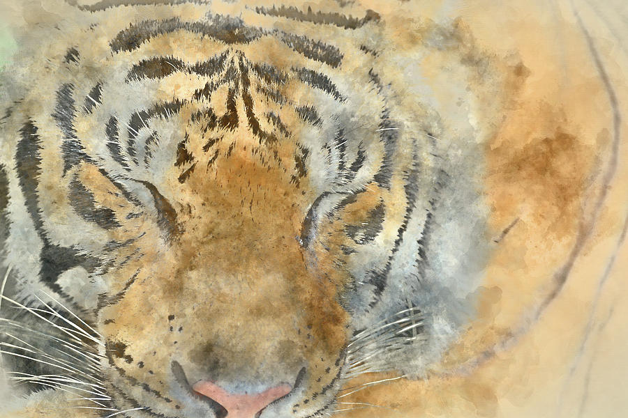 Tiger Close Up - Digital Art Watercolor Photograph by Brandon Bourdages