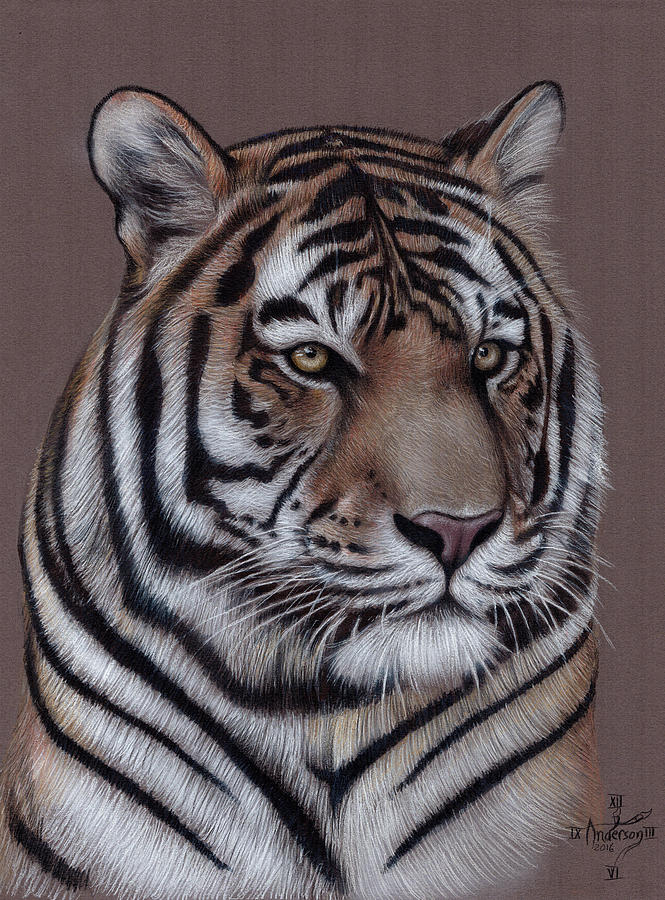 Animal Drawing - Tiger Close up by Jonathan Anderson