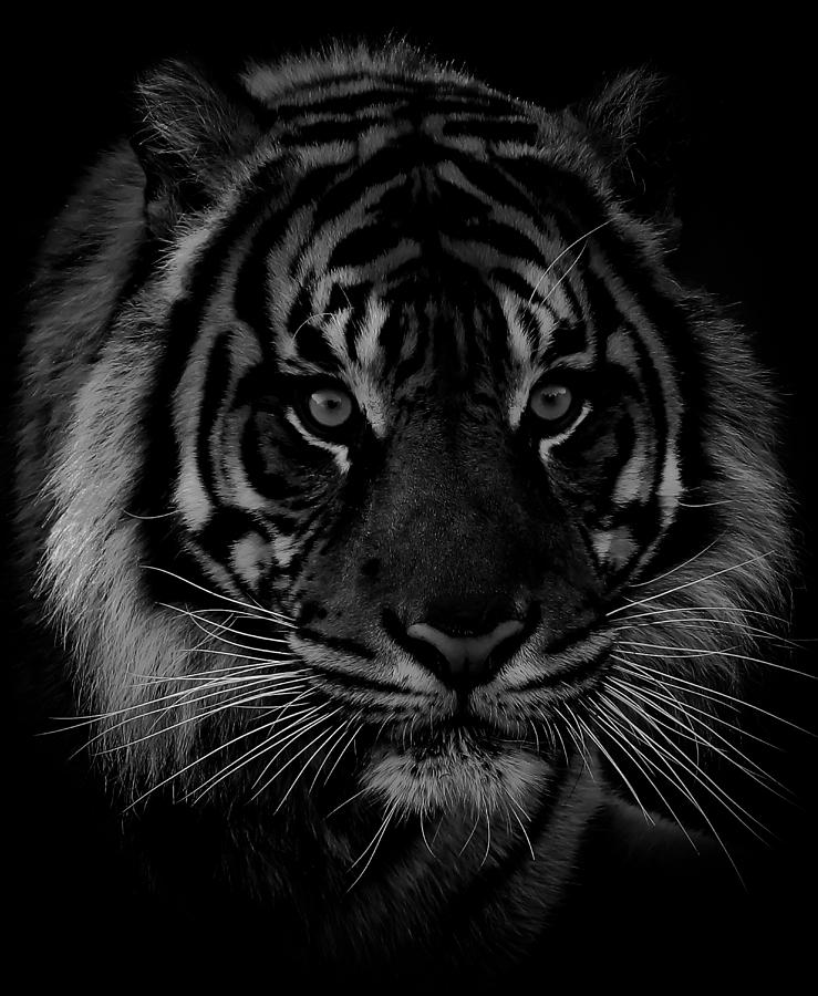 Tiger Closeup Photograph by Athena Mckinzie