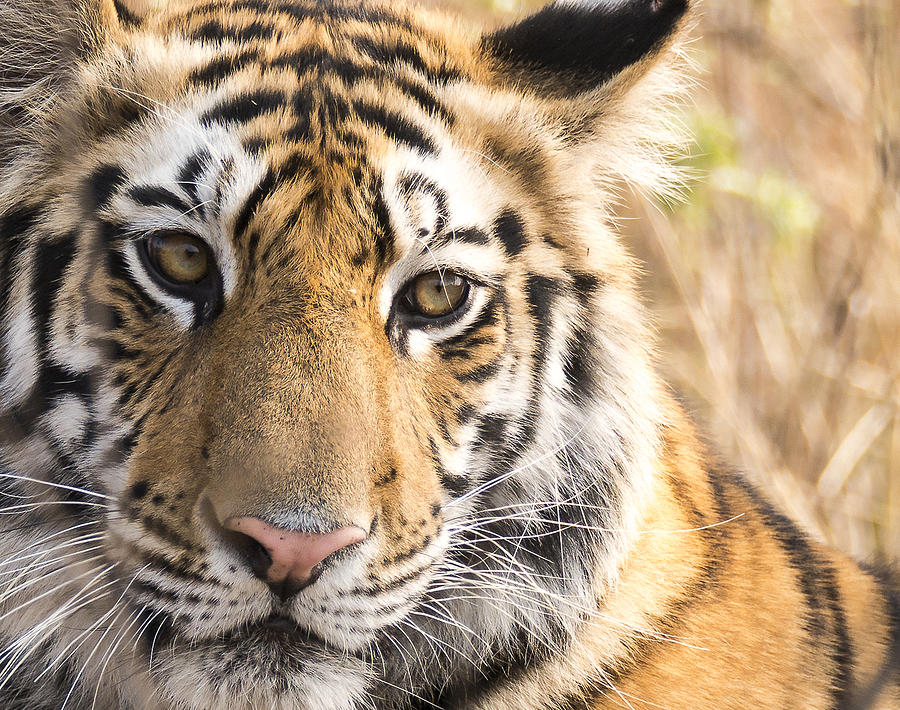 Tiger Closeup Photograph by Randy Gebhardt