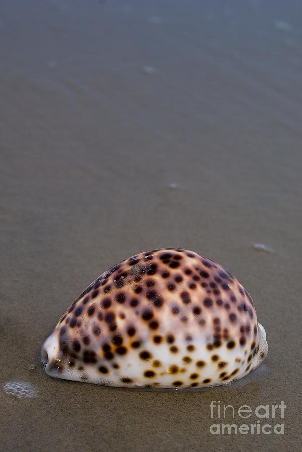 Tiger Cowrie - Cypraea tigris Photograph by Anthony Totah