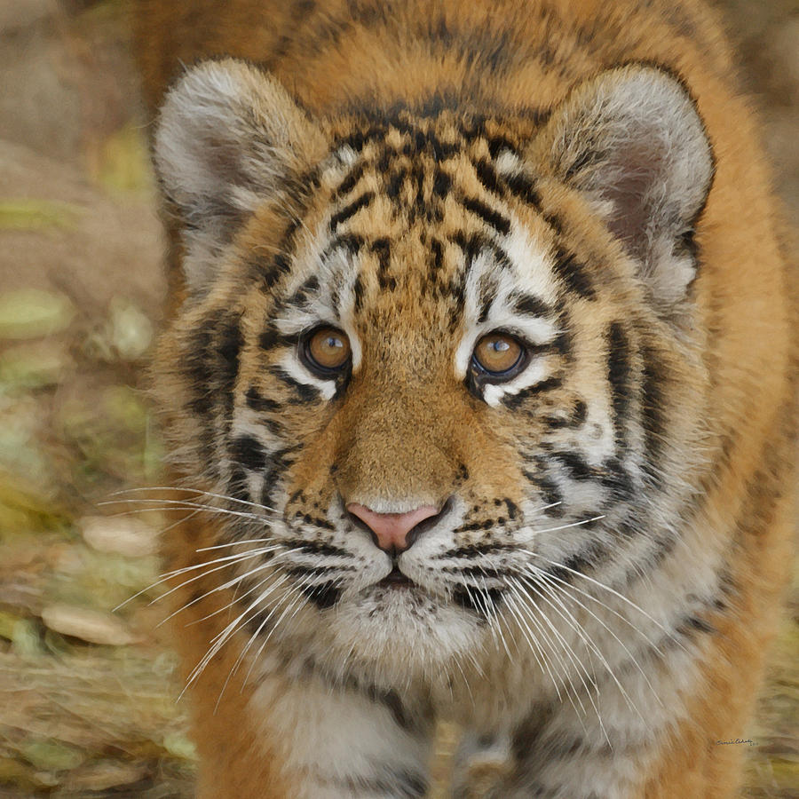 Tiger Photograph - Tiger Cub by Ernest Echols